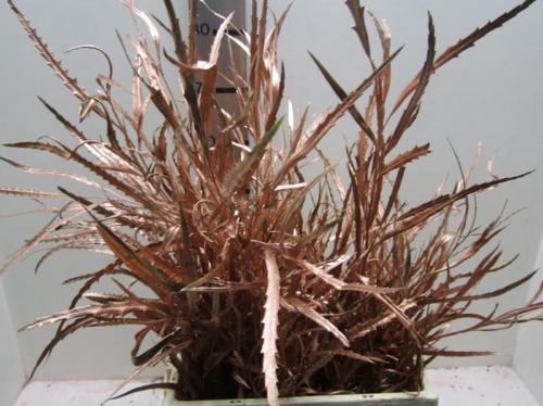 Decoratiegroen kleurbehandeld H%
