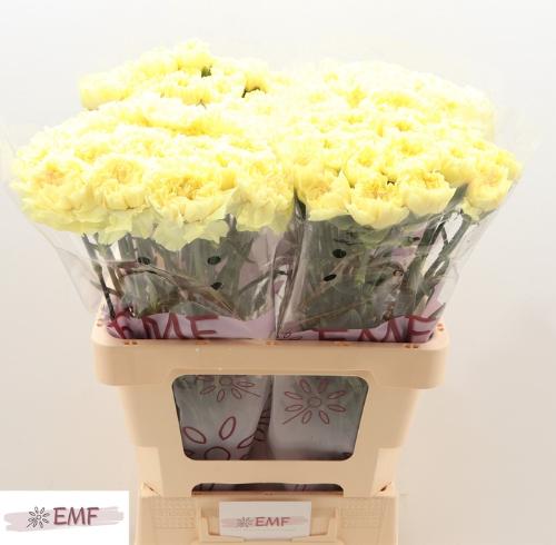 Dianthus standaard Kiro