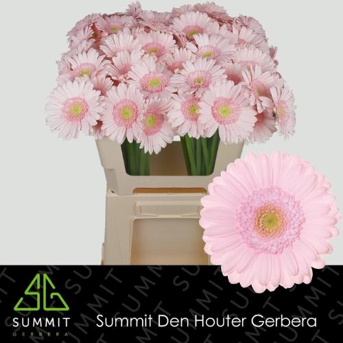 Gerbera mini Bridal Kimsey