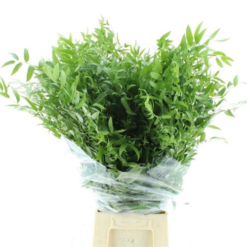 Danae racemosa per bos