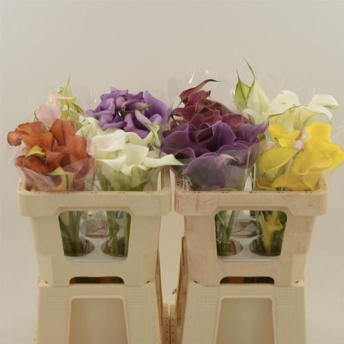 Zantedeschia gemengd in fust