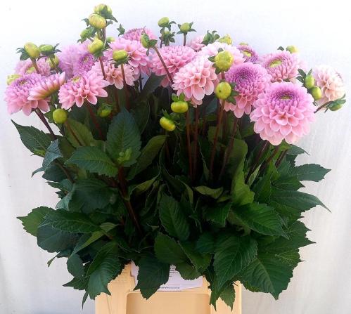 Dahlia Ball Grp 'Wizard of Oz'