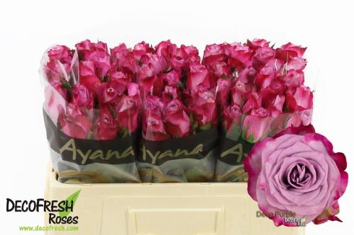 Rosa grootbloemig Deep Purple