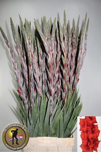 Gladiolus (Large-flowered Grp) 'Costello'