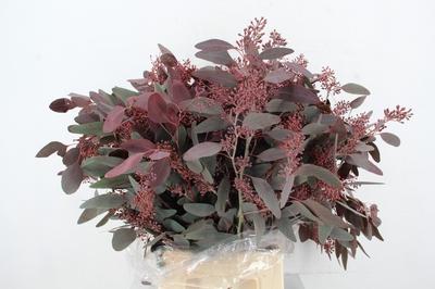 Eucalyptus per bos overig blad