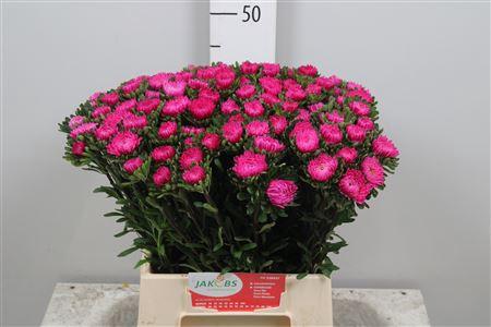 Callistephus chinensis overig