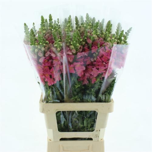 Antirrhinum majus 'Opus Pink'