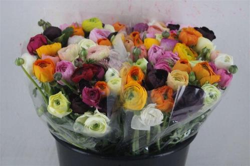 Ranunculus gemengd
