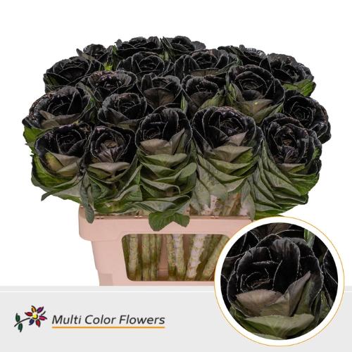 Brassica oleracea kleurbehandeld H%