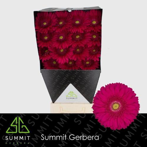 Gerbera grootbloemig 'Riley'