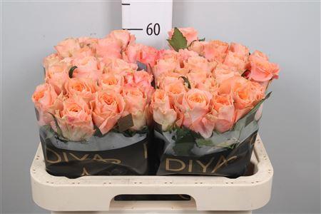 Rosa grootbloemig Charming Reeva