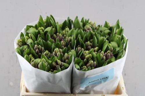 Hyacinthus orientalis 'Anna Liza'