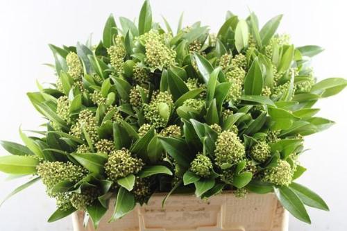Skimmia per bos confusa 'Kew Green'