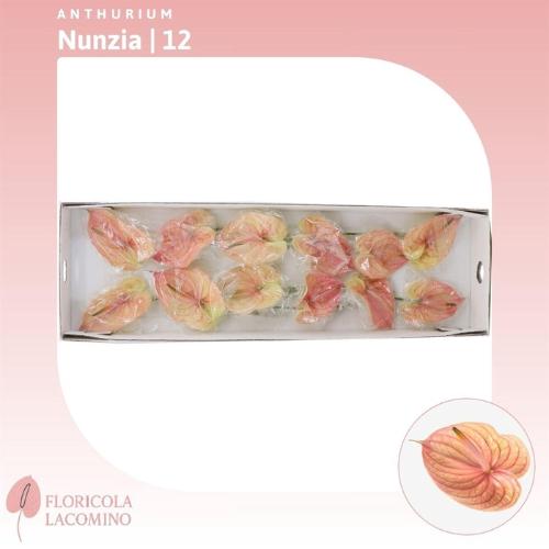 Anthurium Andreanum Grp Nunzia