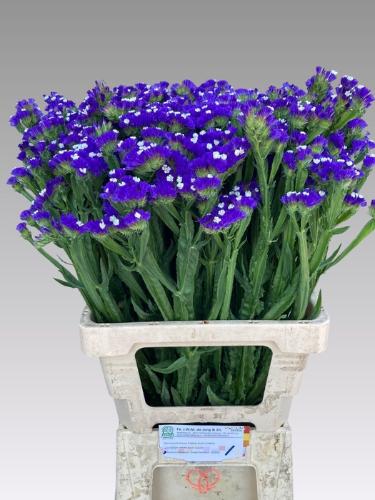 Limonium sinuatum 'Crystal Dark Blue'