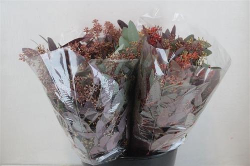 Eucalyptus polyanthemos (fruit) kleurbehandeld per bos H%