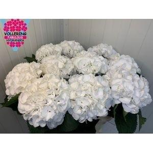Hydrangea macrophylla 'Schneeball'