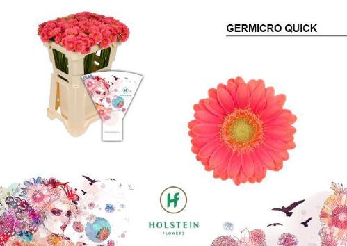 Gerbera nano GerMicro Ouickly