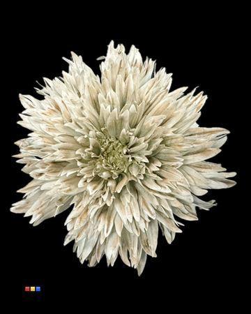 Chrysanthemum geplozen kas kleurbehandeld H%