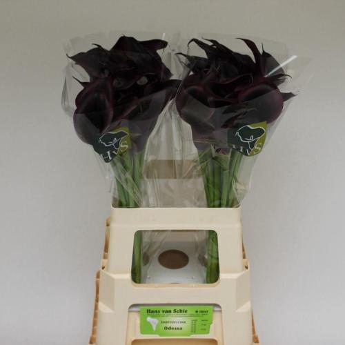 Zantedeschia 'Odessa'