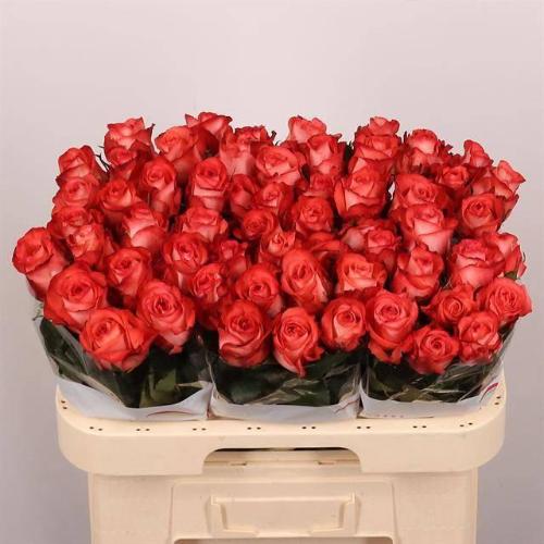 Rosa grootbloemig Icon