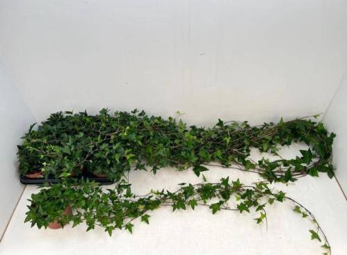Hedera helix 'Shamrock'