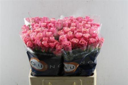 Rosa grootbloemig Ramonda