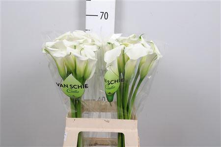 Zantedeschia 'Crystal Blush'