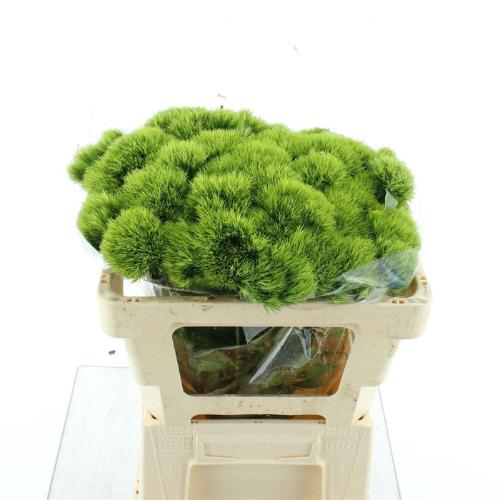 Dianthus barbatus Green Trick