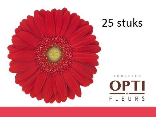 Gerbera grootbloemig 'Carambole'