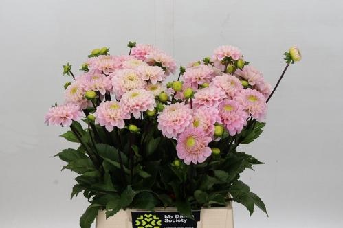 Dahlia Ball Grp 'Wizard of Oz'