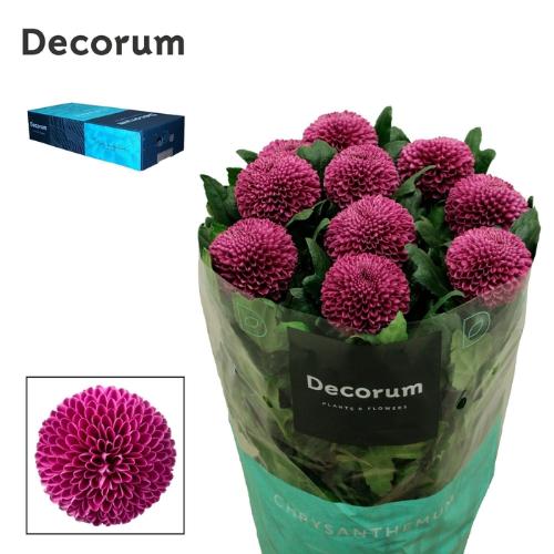Chrysanthemum (Indicum Grp) geplozen Roxo
