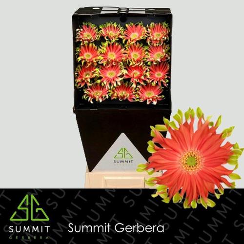 Gerbera grootbloemig krulvormig Pastini Rivello