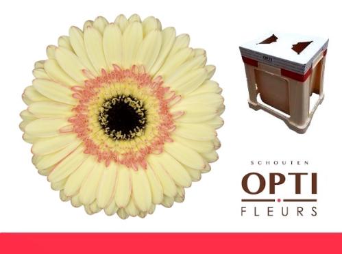 Gerbera grootbloemig 'Cartizze'