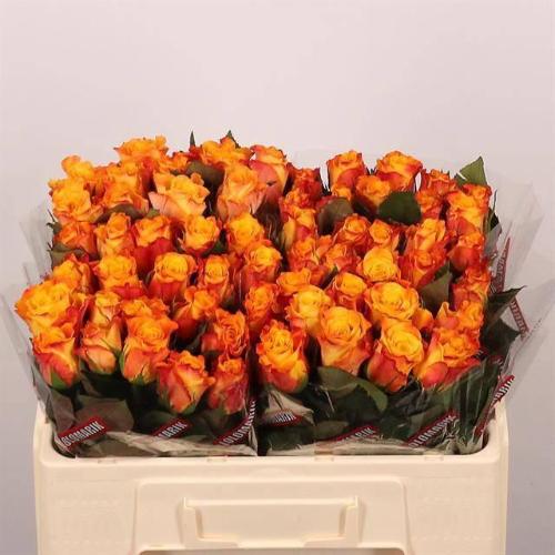 Rosa grootbloemig Marie-Claire!