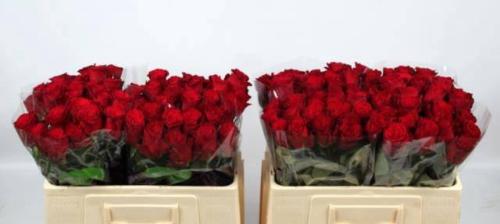 Rosa grootbloemig Rhodos