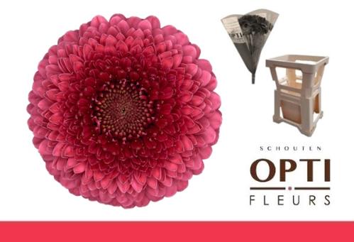 Gerbera mini bolvormig Pomponi Gonzo