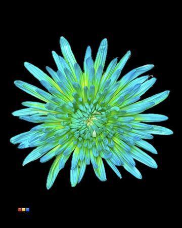 Chrysanthemum (Indicum Grp) geplozen Topspin kleurbehandeld H%