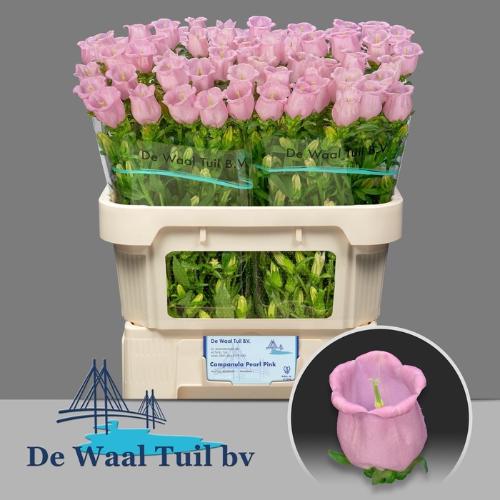 Campanula medium 'Campana Pearl Pink'