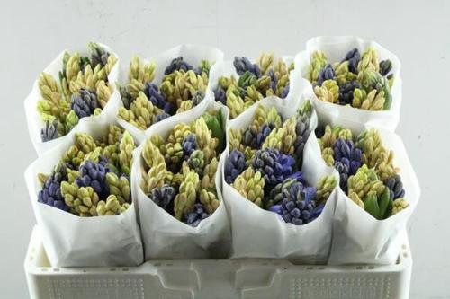 Hyacinthus orientalis gemengd 5 kleuren