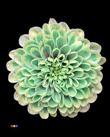 Chrysanthemum Indicum Grp tros kas kleurbehandeld H%