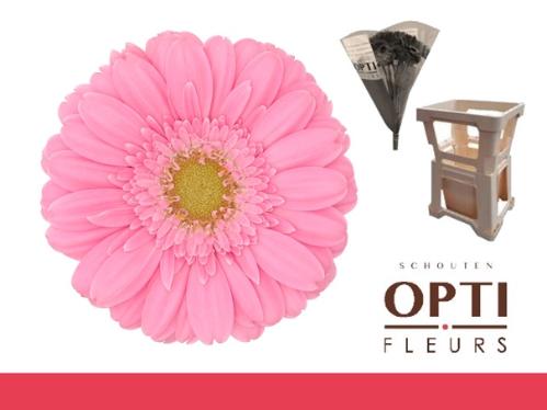 Gerbera mini Kirstey