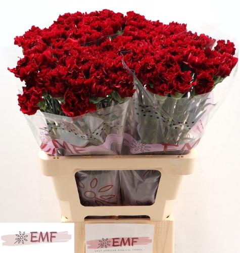 Dianthus standaard 'Zurigo'