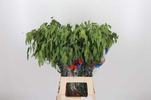 Chasmanthium latifolium 'Mantis'