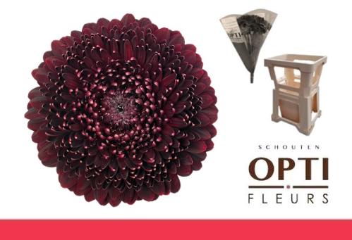 Gerbera Pomponi Black Pearl