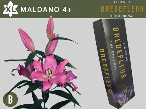 Lilium Oriental x Trumpet Grp 'Maldano'