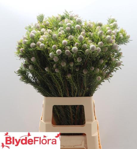 Leucadendron linifolium 'Jade Pearl' (vertakt)