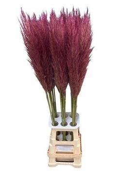 Cortaderia selloana kleurbehandeld H%