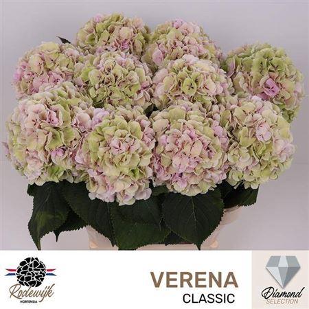 Hydrangea macrophylla 'Verena' (classic)