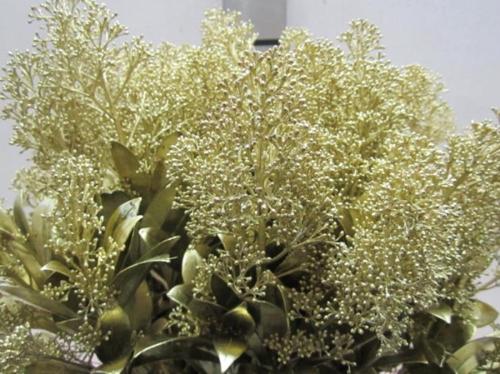 Skimmia per bos overig kleurbehandeld H%